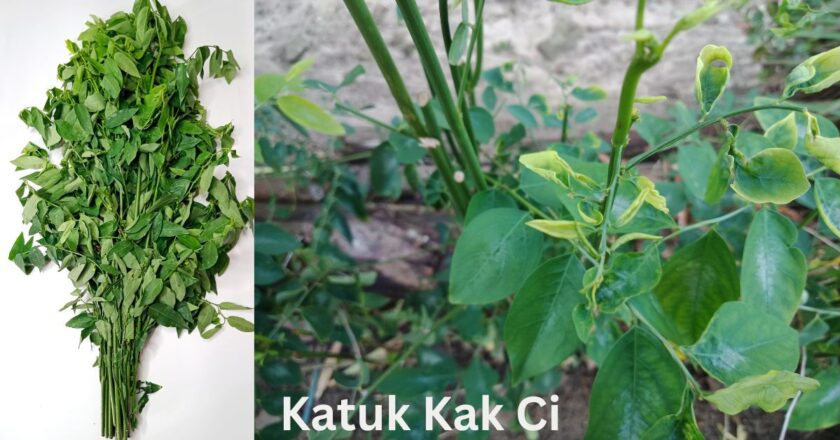 Understanding the Meaning of “Katuk Kak Ci”