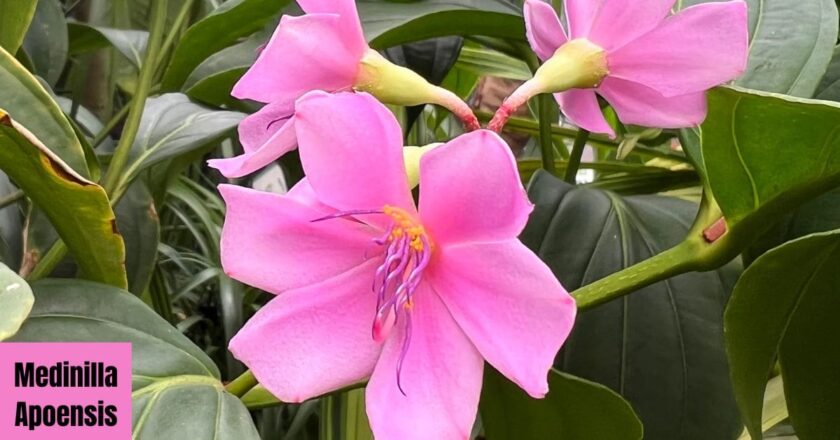 Discover the Beauty of Medinilla Apoensis: A Guide to Growing and Caring for This Exotic Plant
