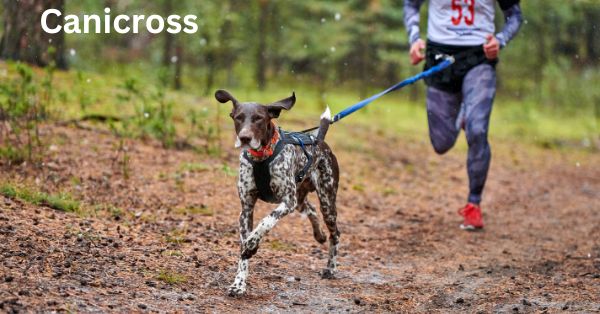 Everything You Need to Know About Canicross Harnesses: A Comprehensive Guide